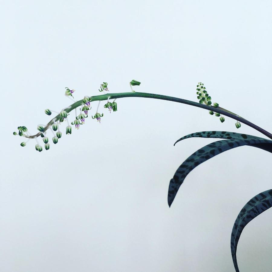 산타나 Casa Do Til B&B 외부 사진